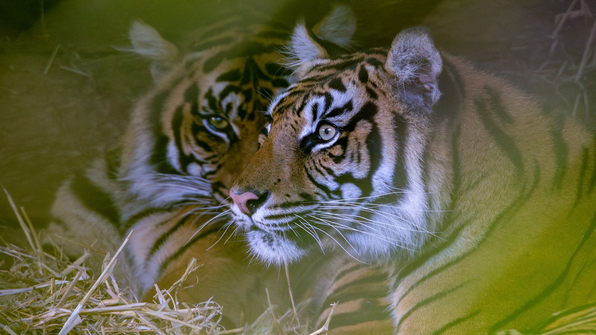 Paignton Zoo - Tigers