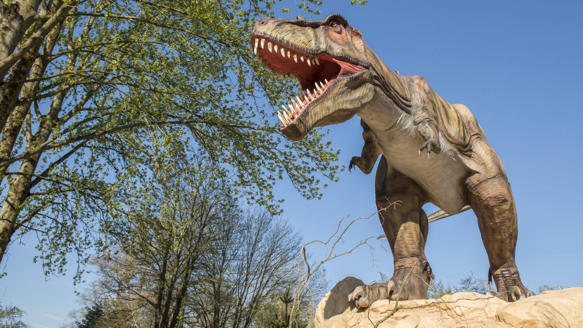 West Midlands Safari Park - Tyrannosaurus Rex
