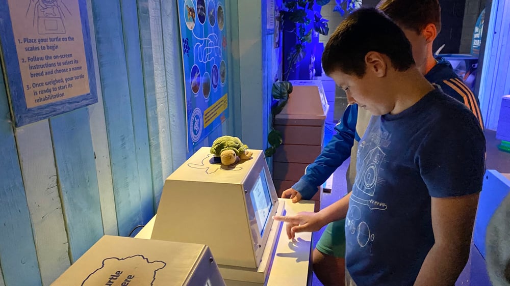 SEA LIFE Scarborough - Turtle Rescue