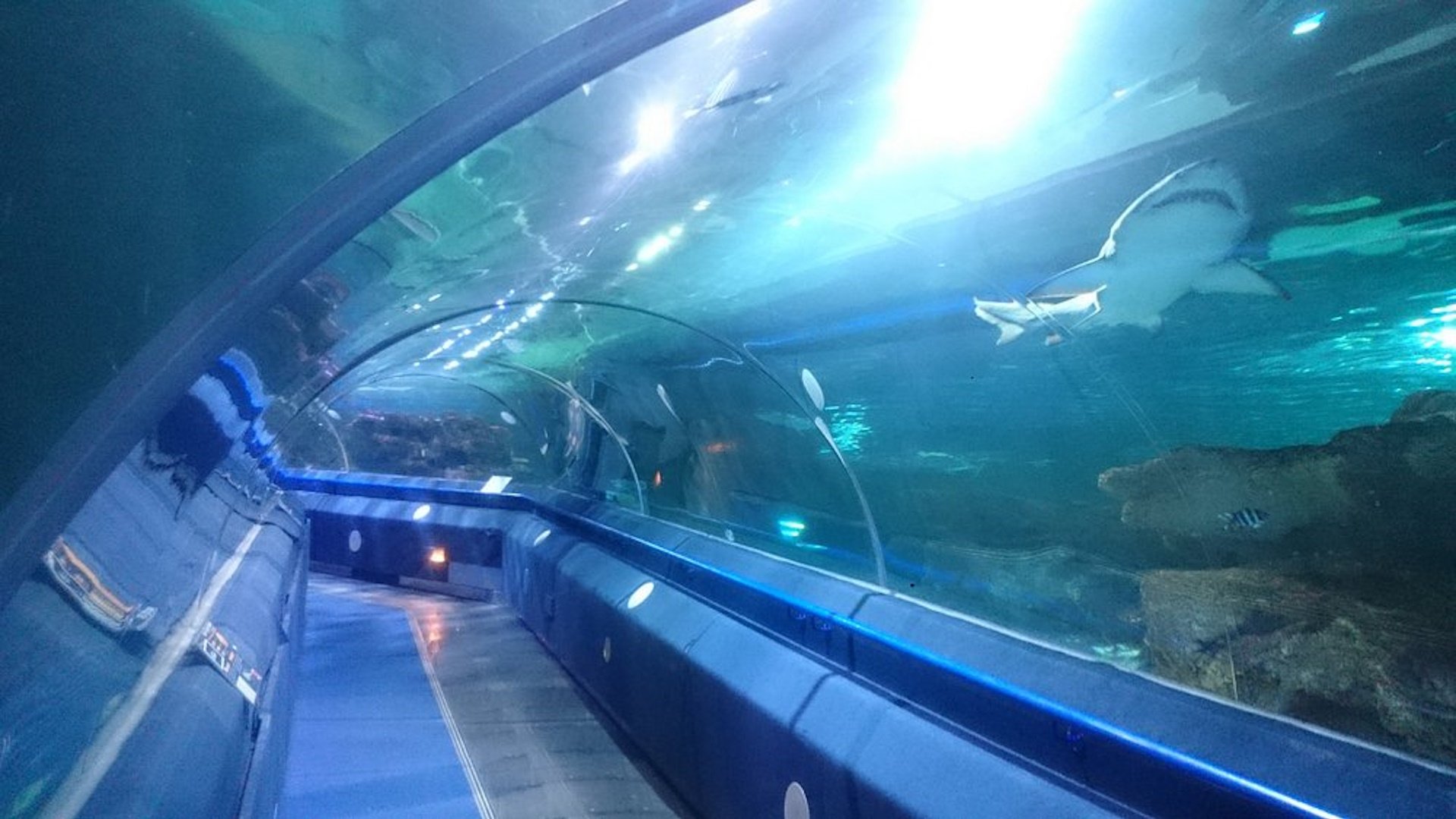 Blue Planet Aquarium - Ocean Tunnel