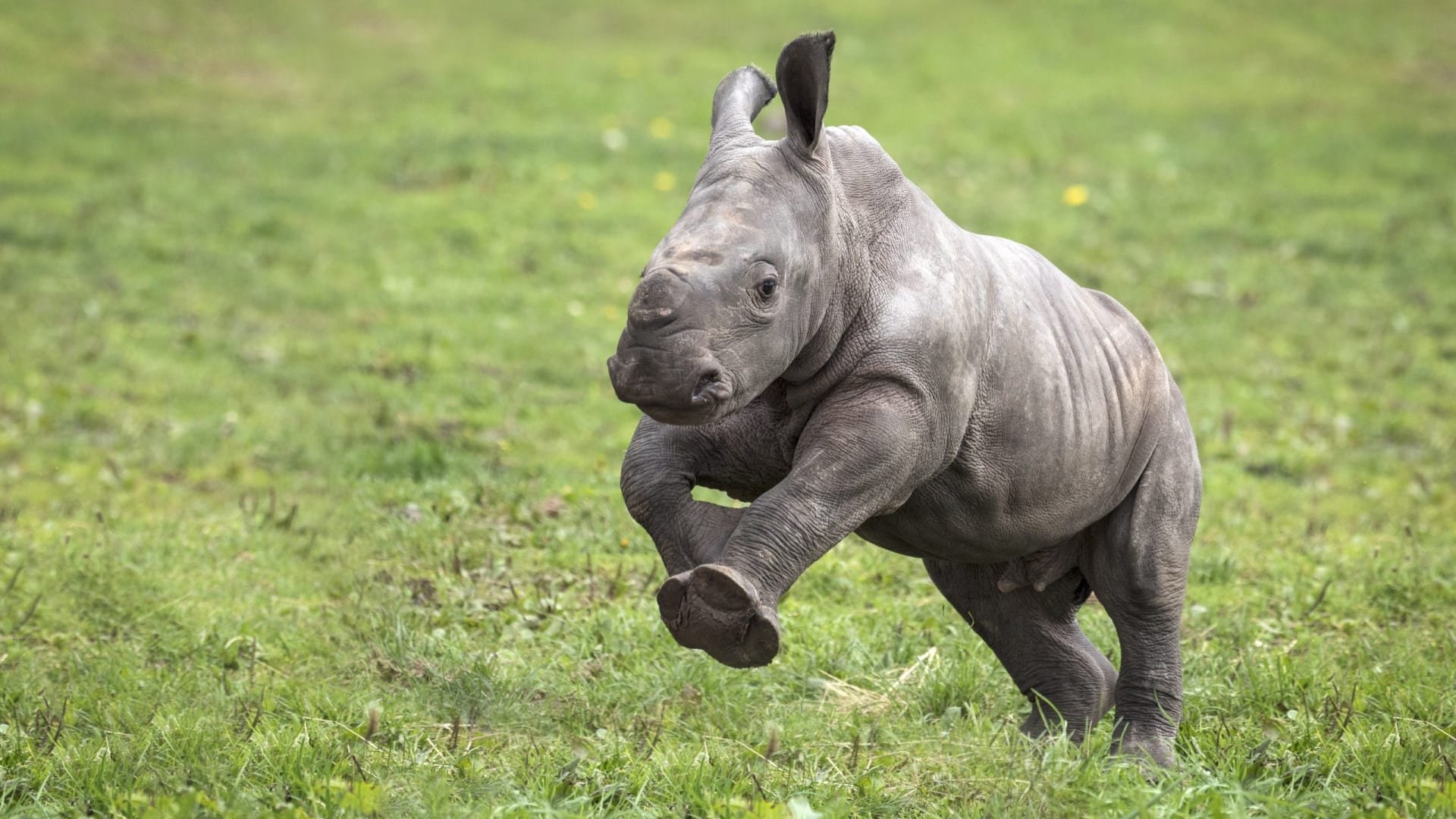 West Midlands Safari Park - Fahari Baby Rhino