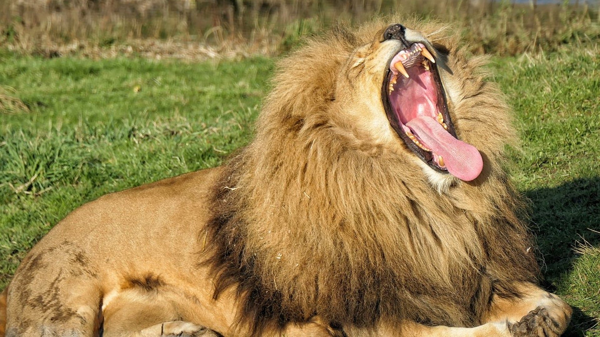 Yorkshire Wildlife Park - Lion