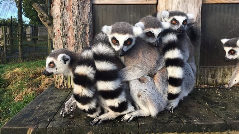 Peak Wildlife Park - Lemurs
