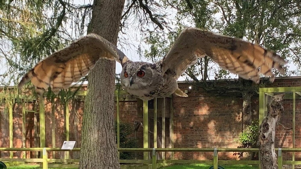 York Birds of Prey Centre - Owl Flying