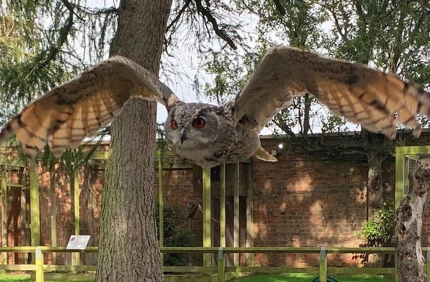 York Birds of Prey Centre - Owl Flying