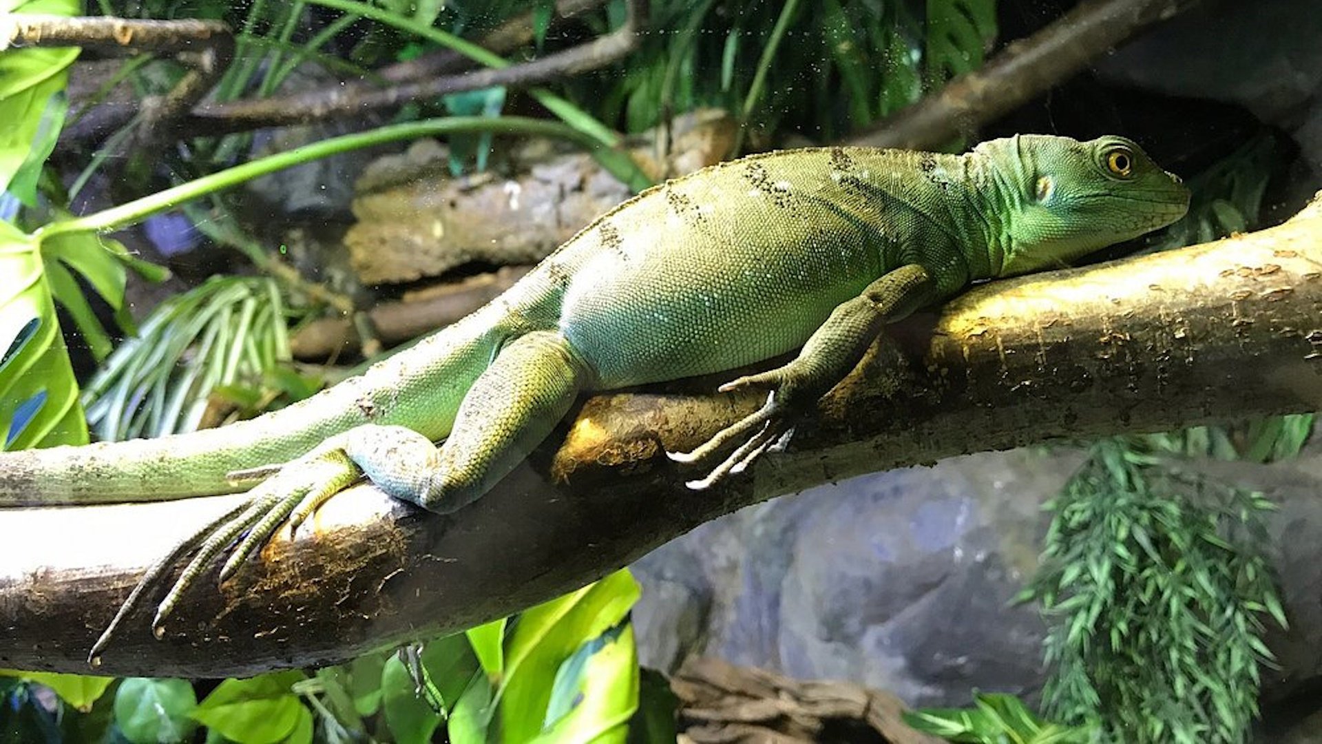 Blue Planet Aquarium - Chameleon