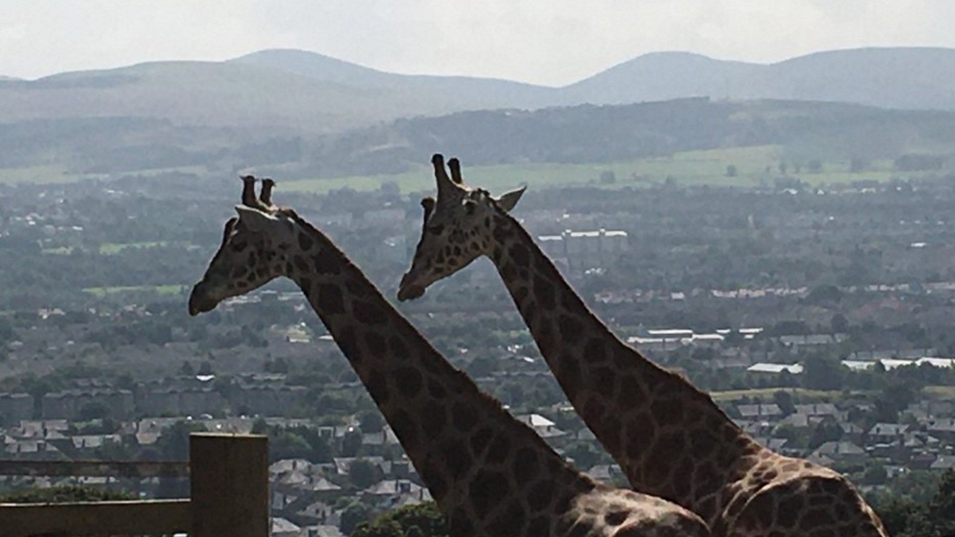 Edinburgh Zoo - Giraffes
