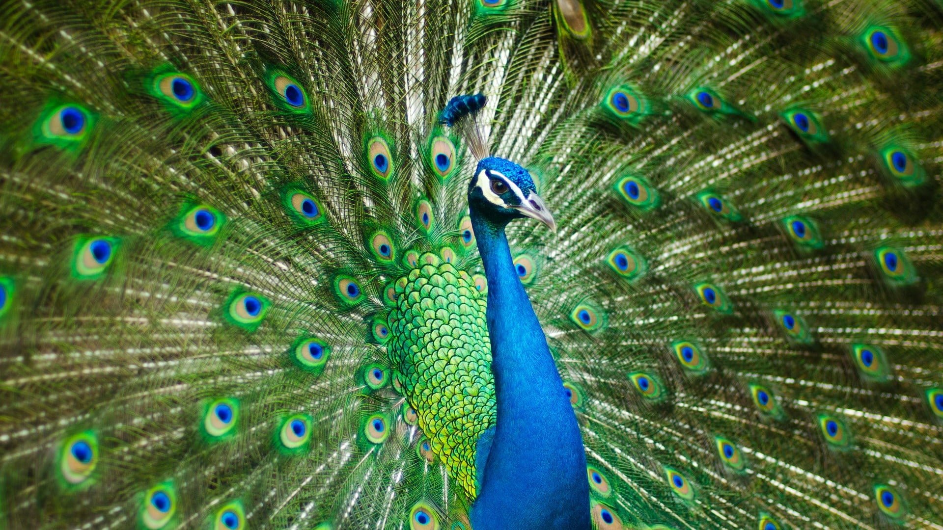 Peacocks at Flamingo Land Resort