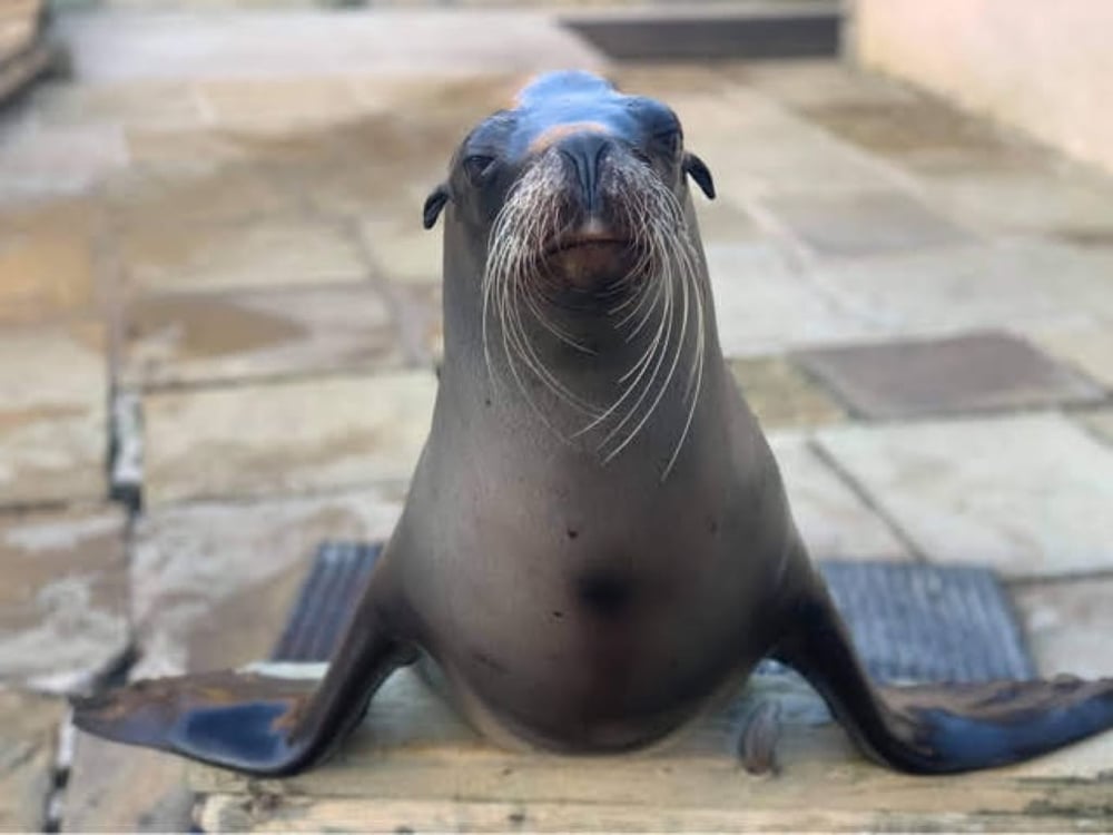 Mateo the Sea Lion