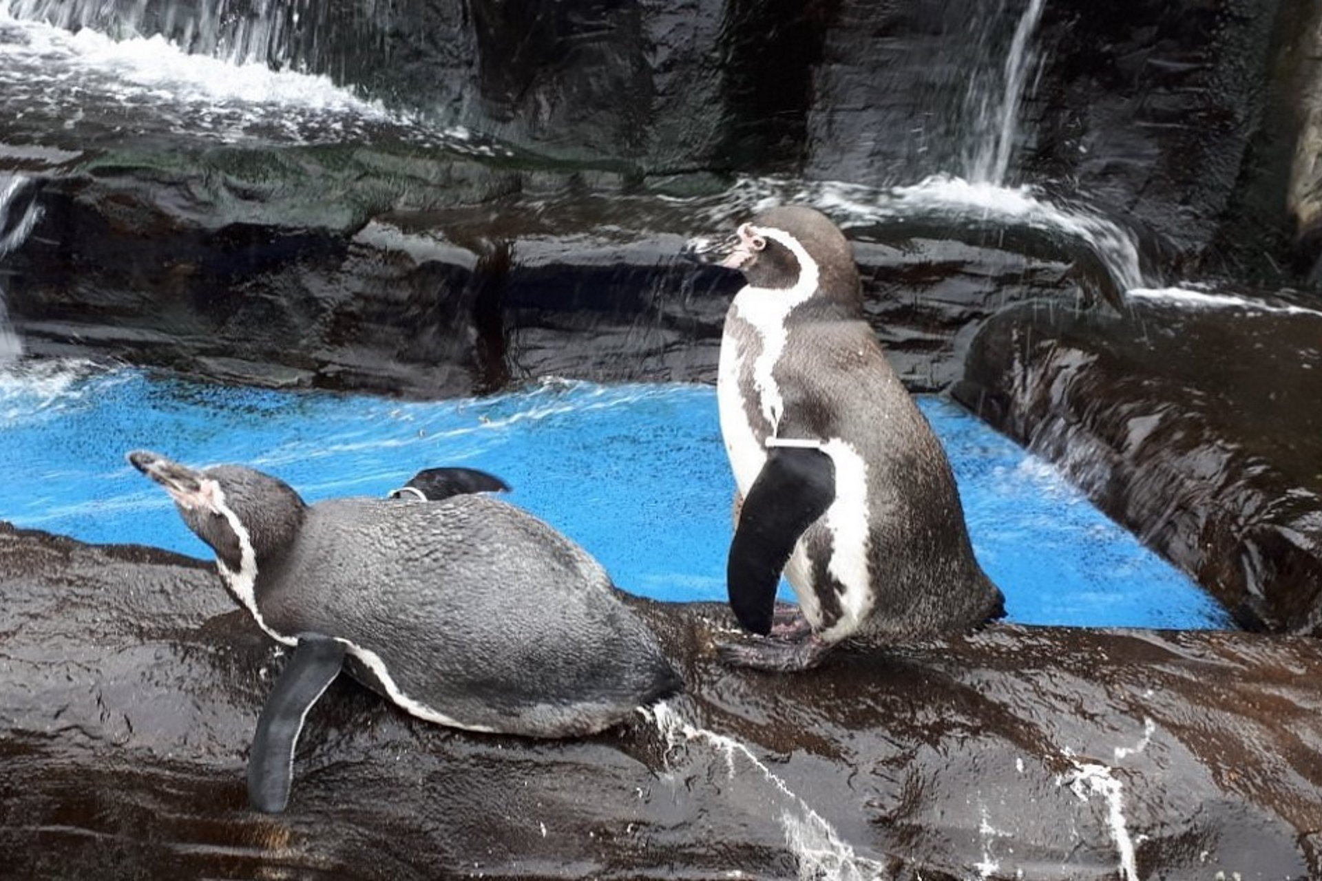 SEALIFE Huntstanton