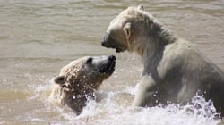Yorkshire Wildlife Park – Polar Bears
