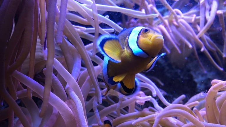 Blue Planet Aquarium Fish 2 768x432