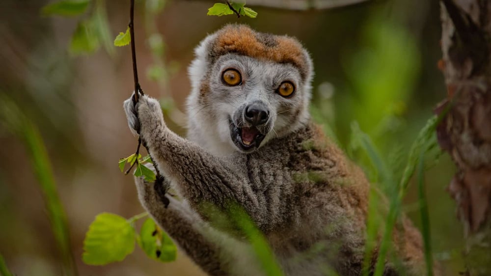 Chester Zoo - Crowned lemur
