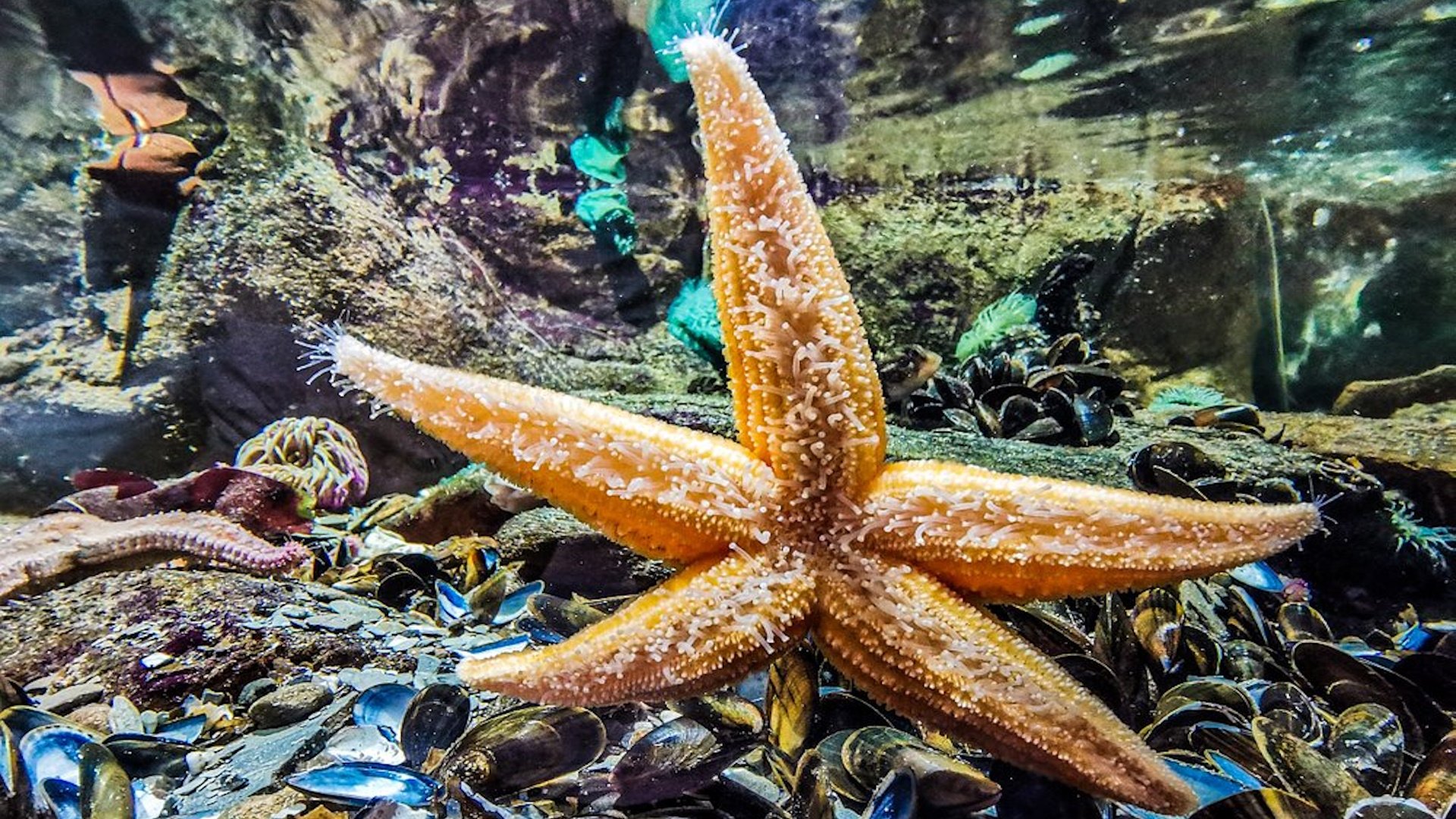 Ilfracombe Aquarium - Starfish