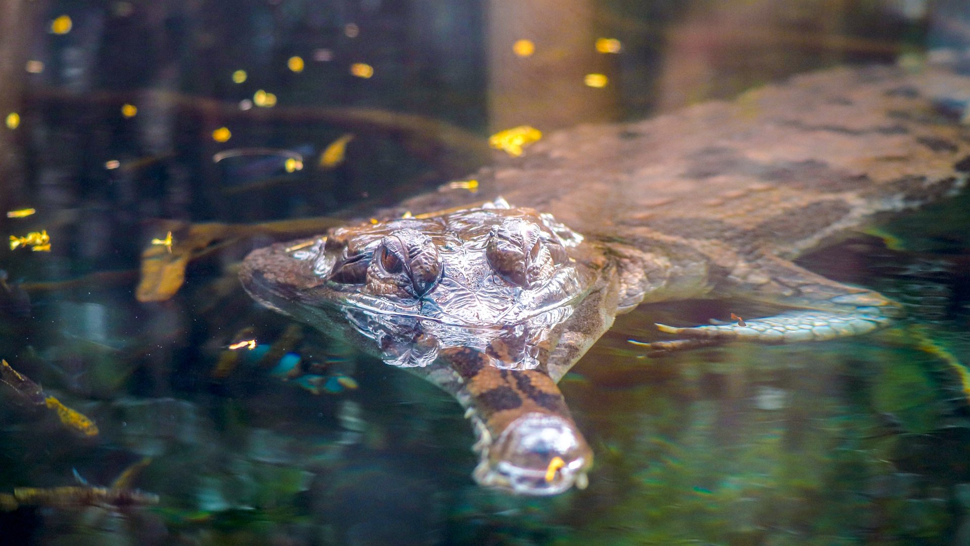 Paignton Zoo - Crocodile