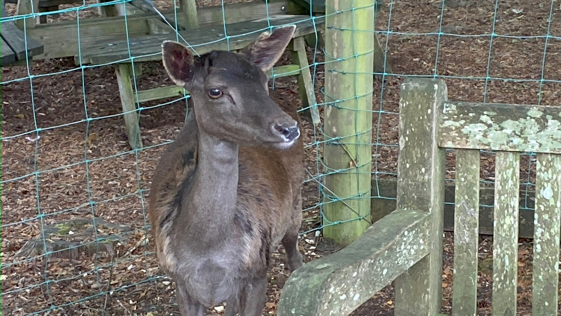 New Forest Wildlife Park - Deer Standing
