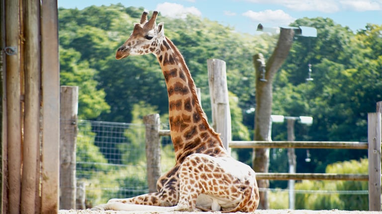 Marwell Zoo Male Giraffe Mburu 768x432