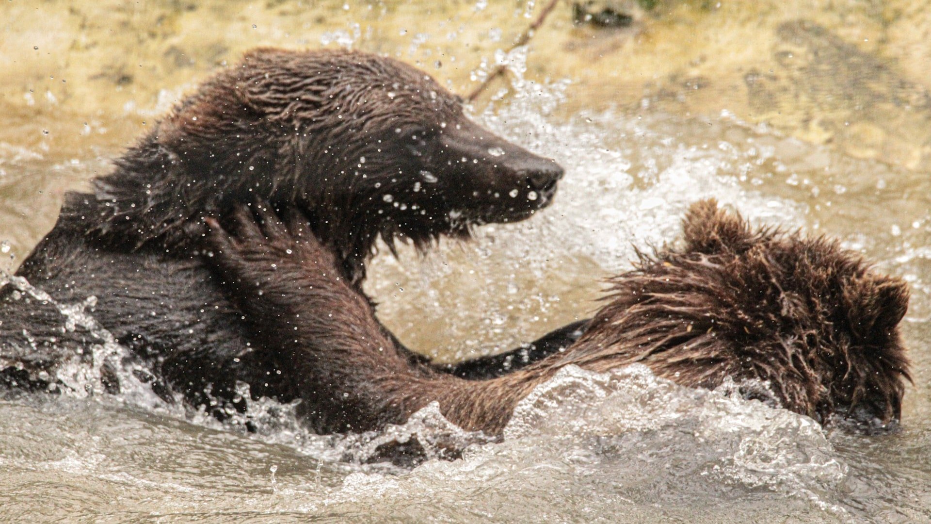 Port Lympne Hotel & Reserve - Brown Bears