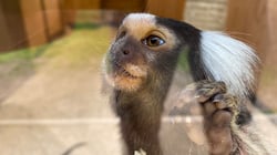 Askham Bryan Wildlife & Conservation Park