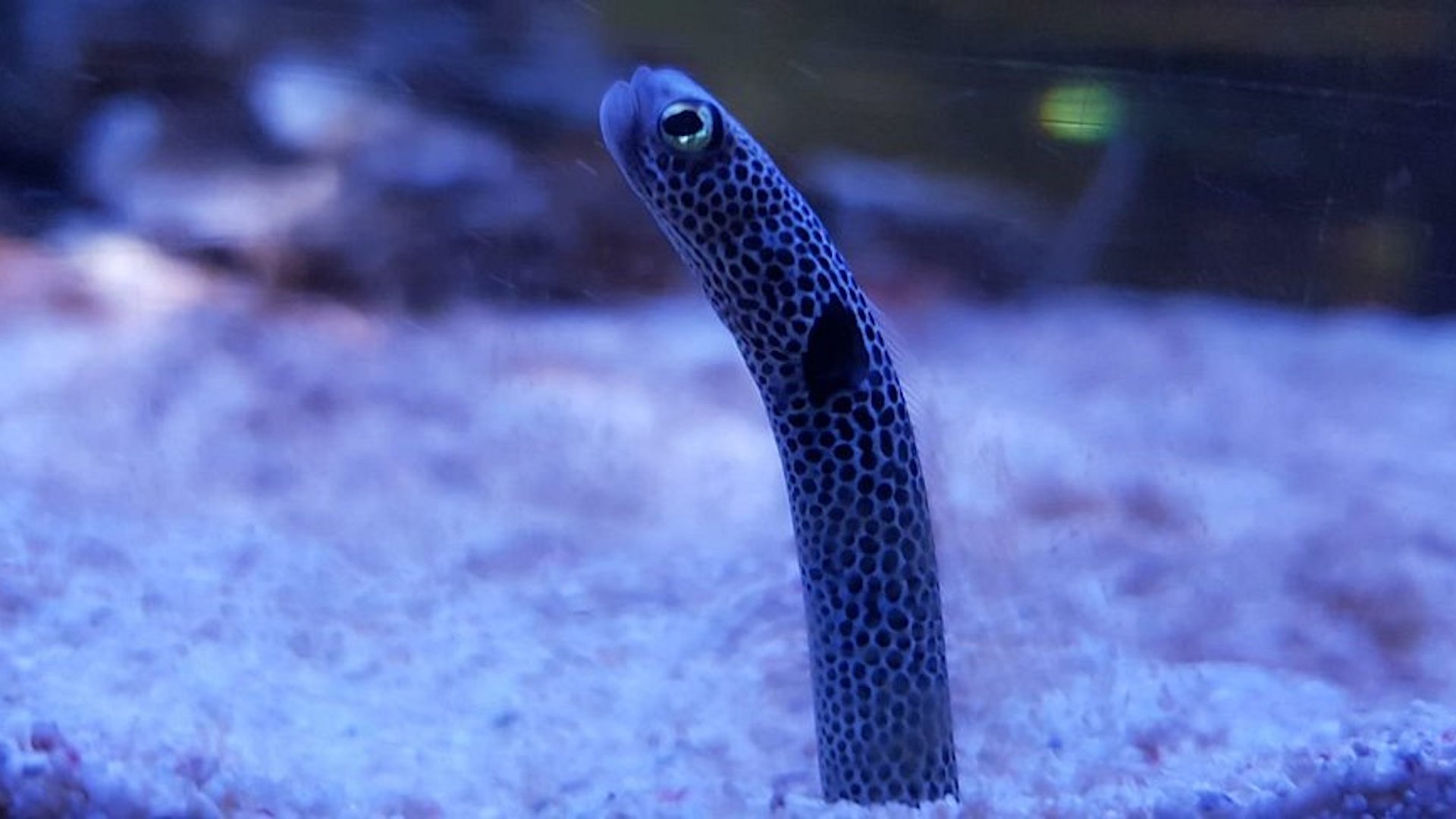 Blue Planet Aquarium - Worm