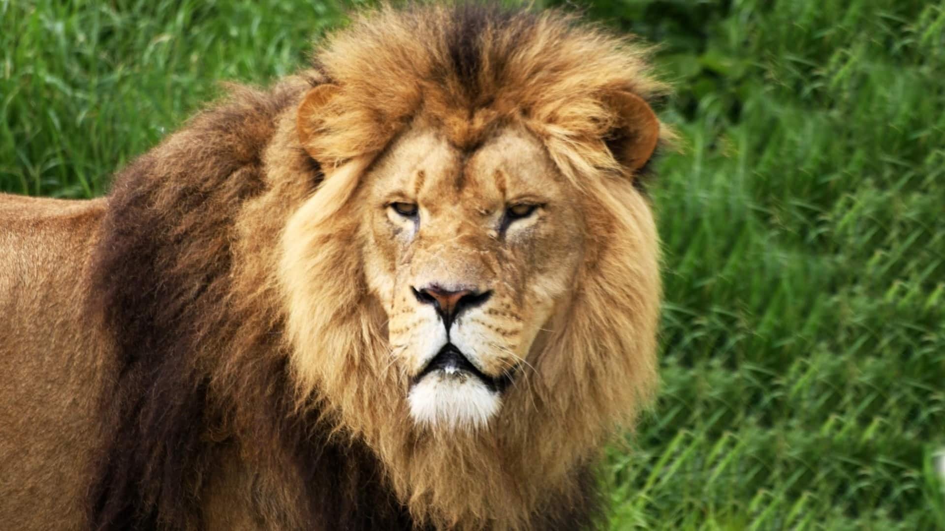 Yorkshire Wildlife Park - Lion Close Up