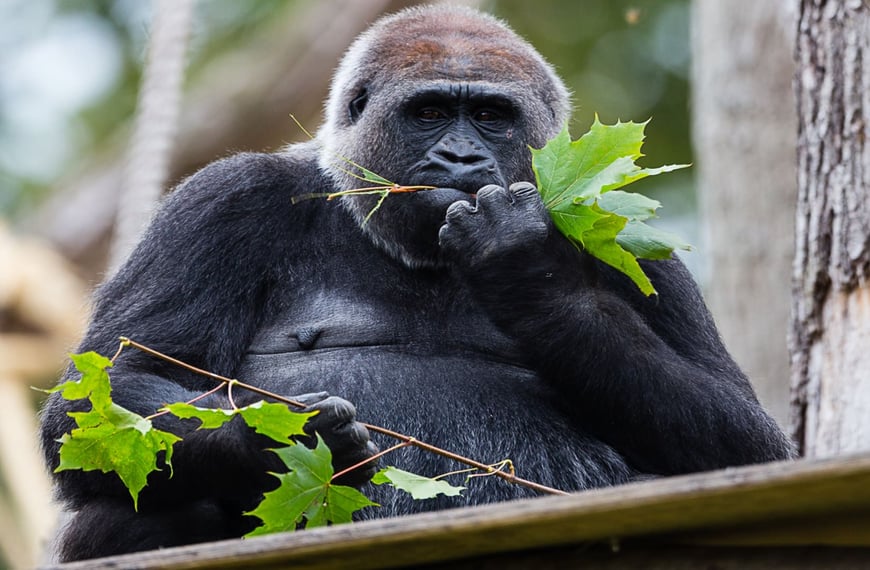 ZSL London Zoo - Western Lowland Gorilla