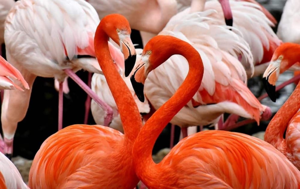 Flamingoland - Flamingos