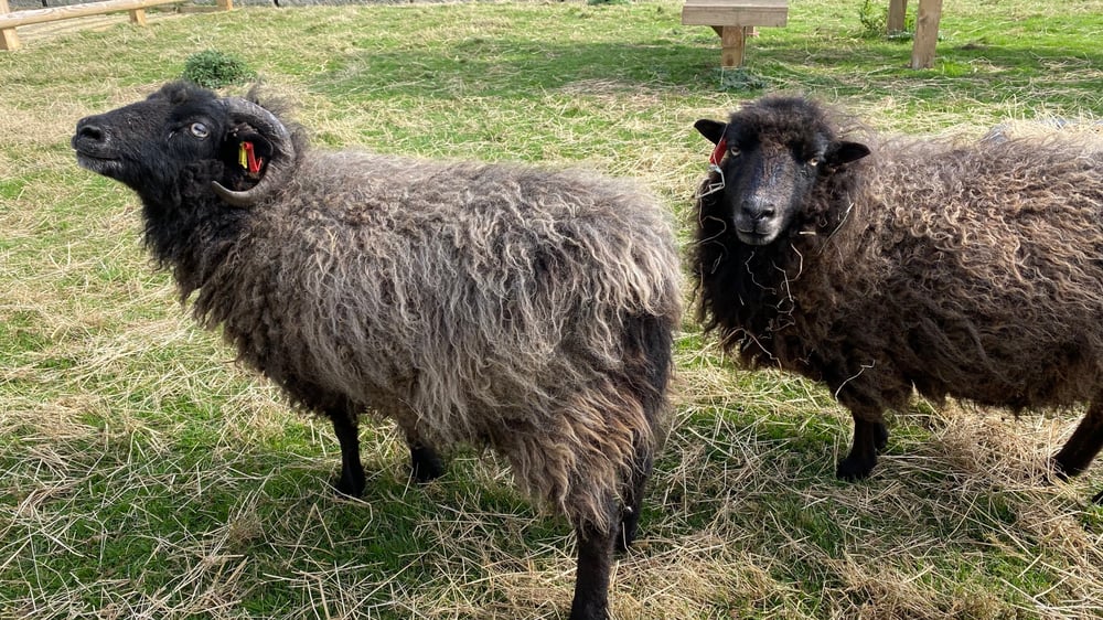 Askham Bryan Wildlife and Conservation Park - Sheep