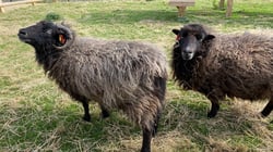 Askham Bryan Wildlife and Conservation Park - Sheep