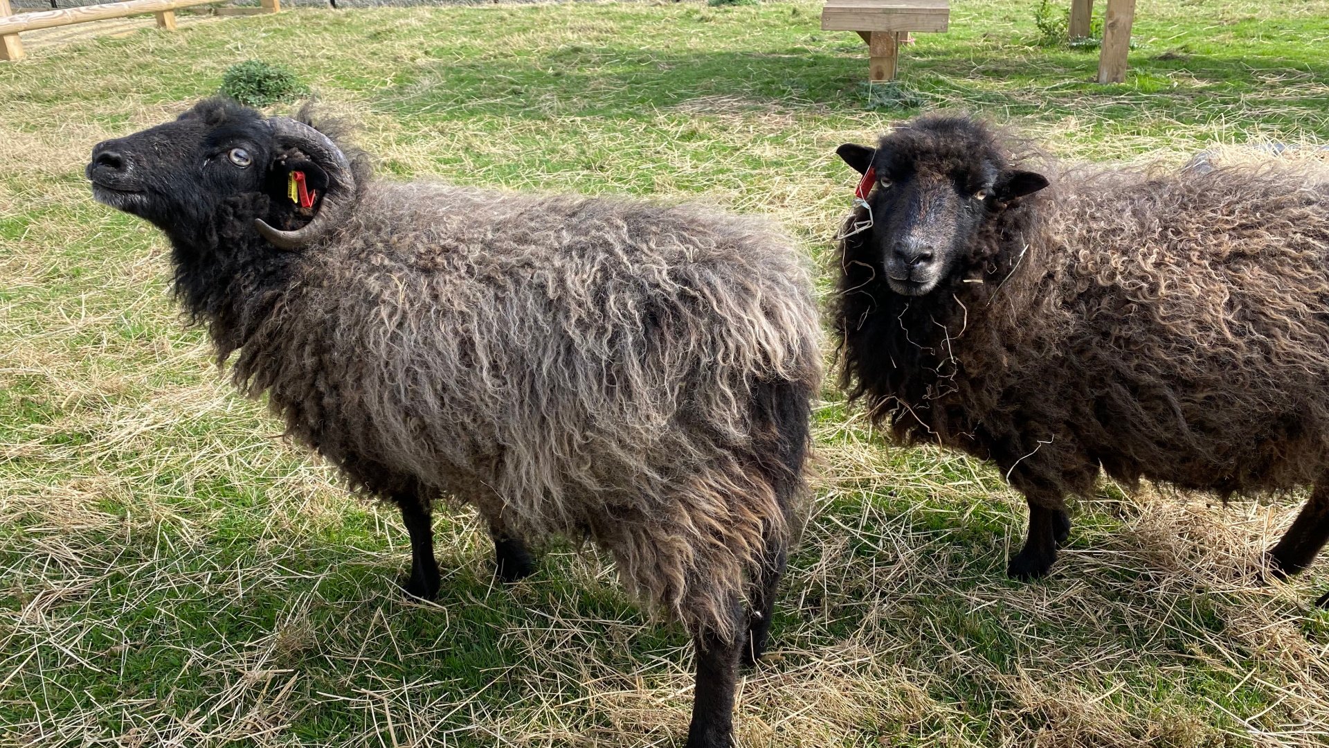 Askham Bryan Wildlife and Conservation Park - Sheep