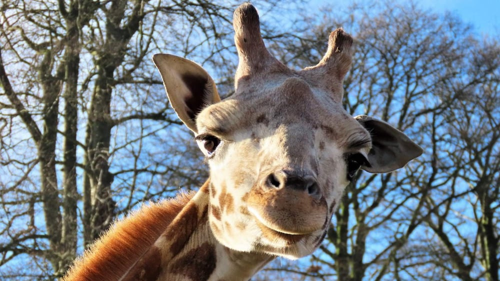 Longleat - Giraffe