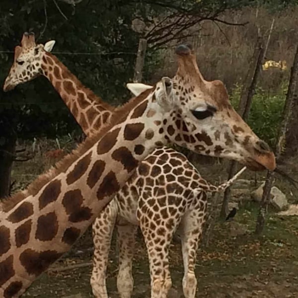 Chessington World of Adventures Resort - Giraffes