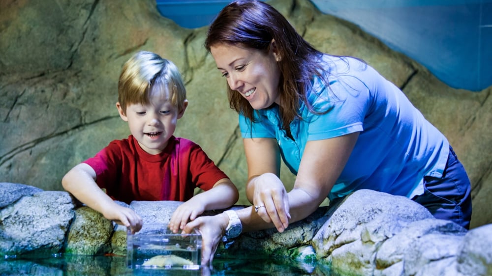 SEA LIFE Interactive Rock Pool