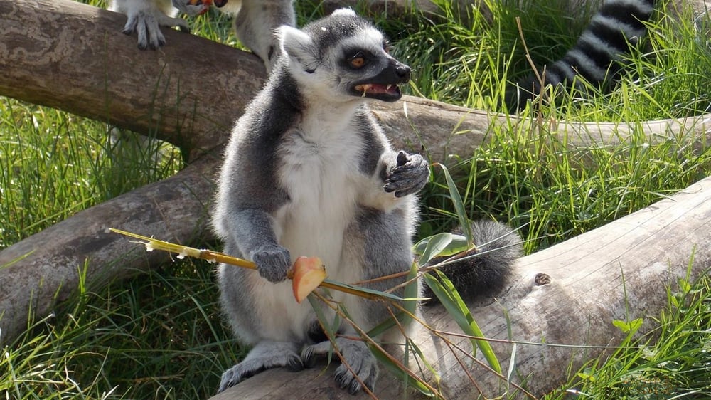 Twycross Zoo - Lemur