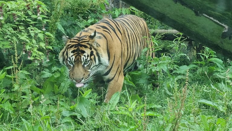 Edinburgh Zoo - Tiger