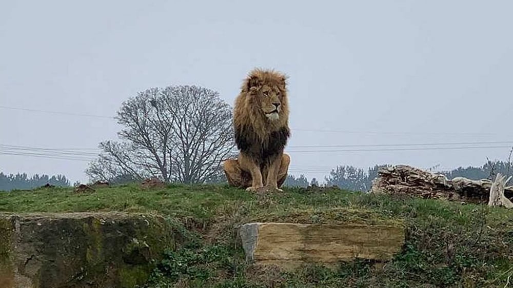 Yorkshire Wildlife Park - Male Lion
