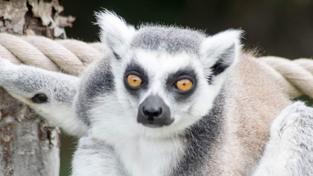 Twycross Zoo