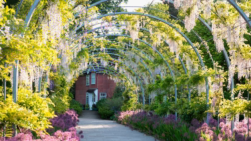 Wisteria Walk, RHS Garden Wisley