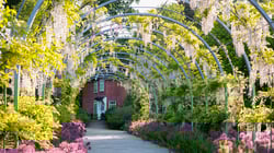 Wisteria Walk, RHS Garden Wisley