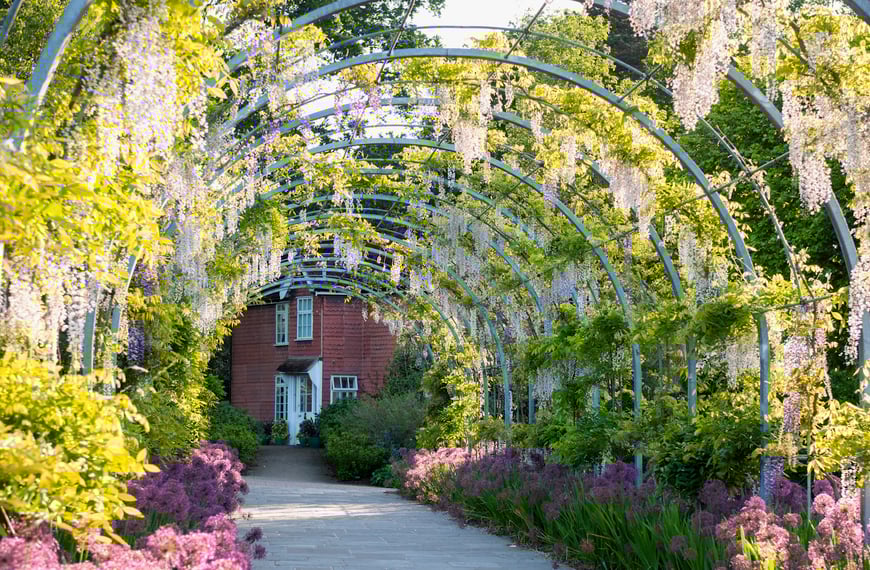 Wisteria Walk, RHS Garden Wisley
