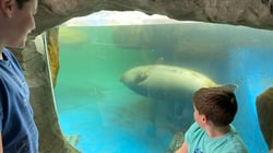 SEA LIFE Scarborough - Seals