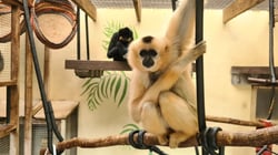 Monkey World