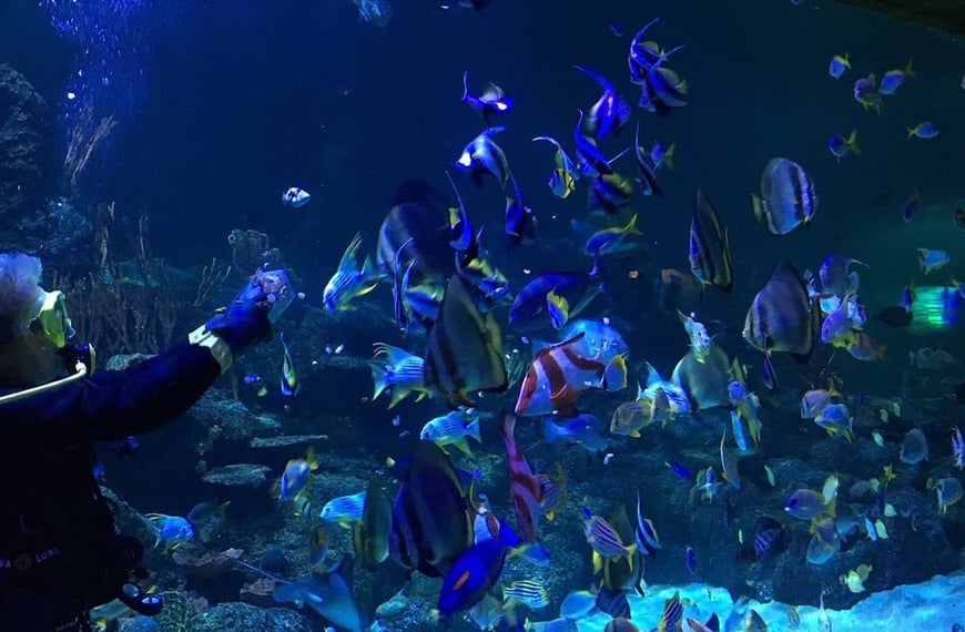 Skegness Aquarium - Fish