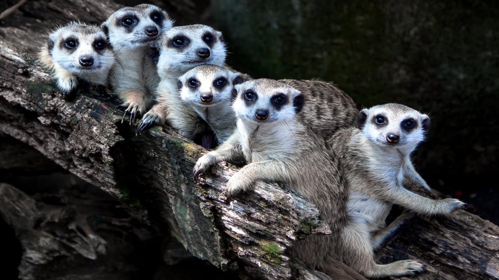 Bridlington Animal Park - Meerkats Huddled Together
