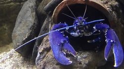 Blue Reef Aquarium Newquay