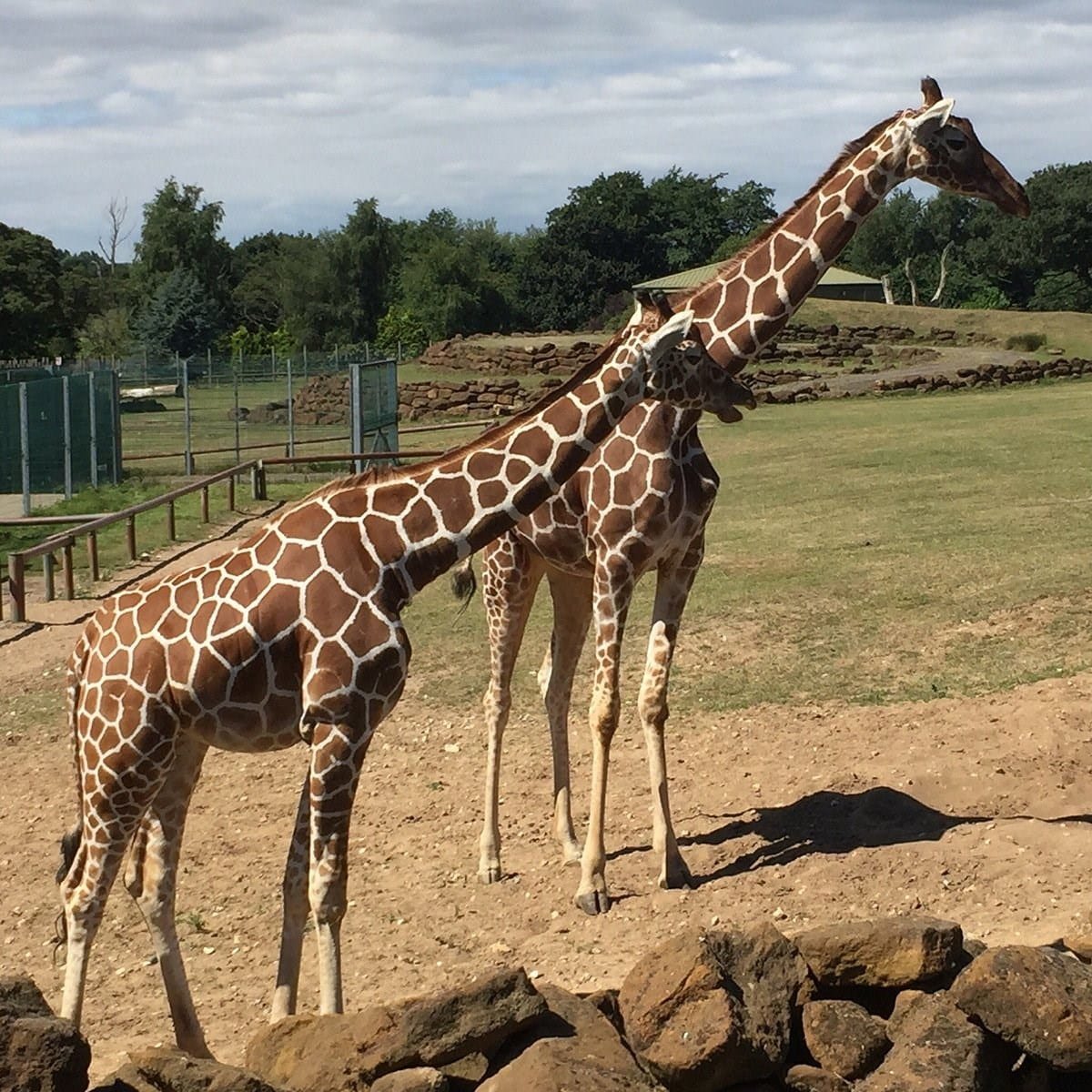 Africa Alive - Giraffes