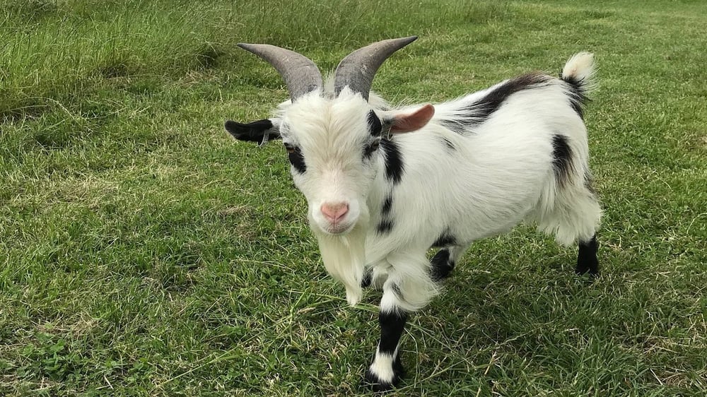 Beetle Bank Open Farm - Goat
