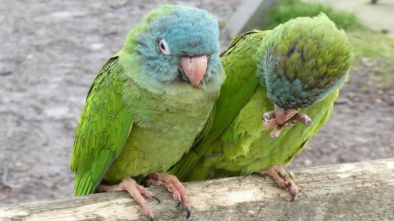 Lincolnshire Wildlife Park Parrots 768x432