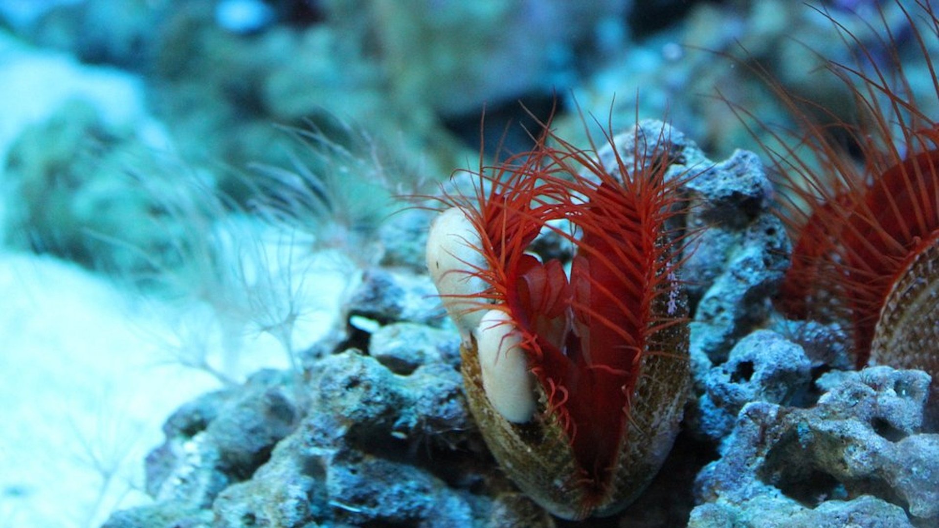 Blue Planet Aquarium - Sea Creatures