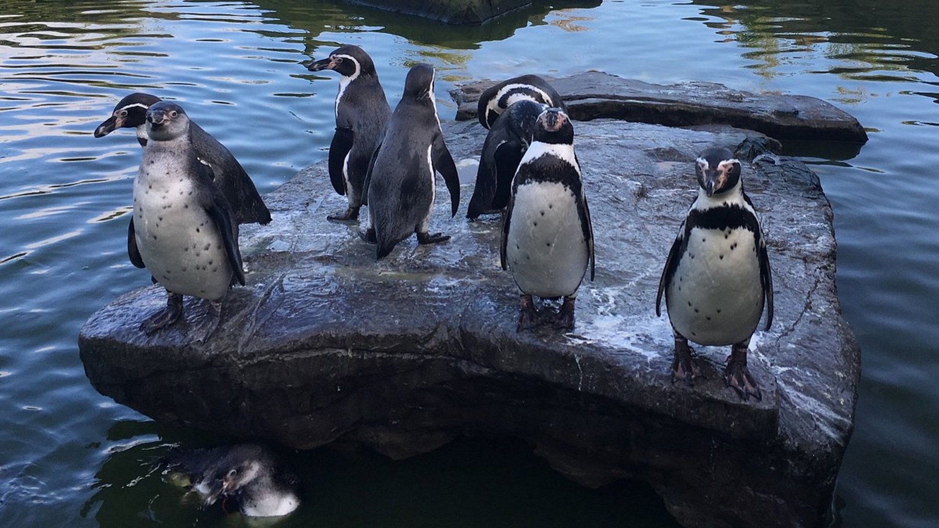 Peak Wildlife Park - Humboldt Penguins